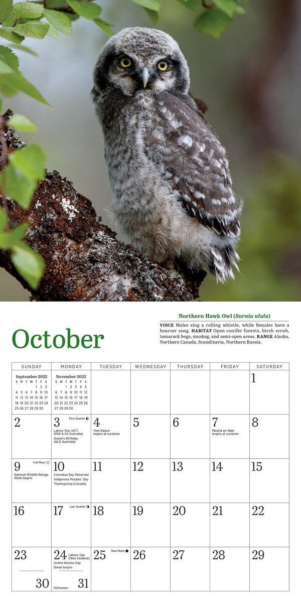 Calendar 2022 - Little Owls | Workman Publishing - imagine 4