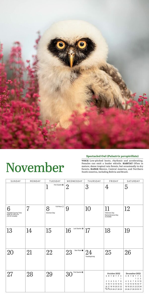 Calendar 2022 - Little Owls | Workman Publishing - imagine 3