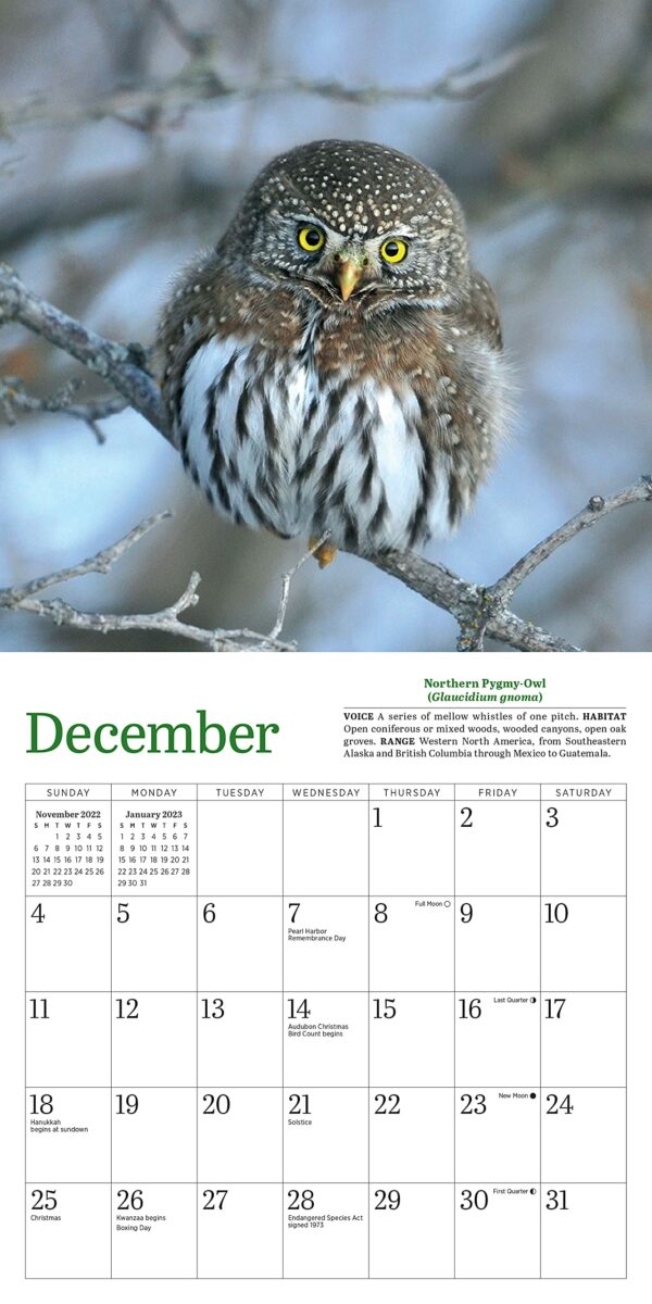 Calendar 2022 - Little Owls | Workman Publishing - imagine 2