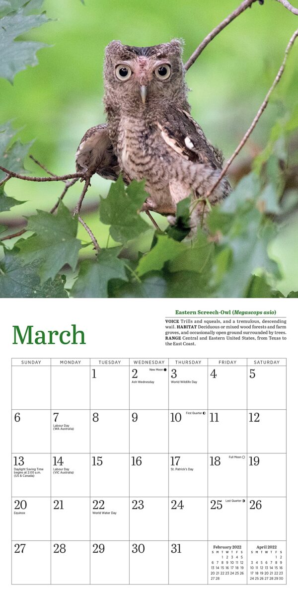 Calendar 2022 - Little Owls | Workman Publishing - imagine 10