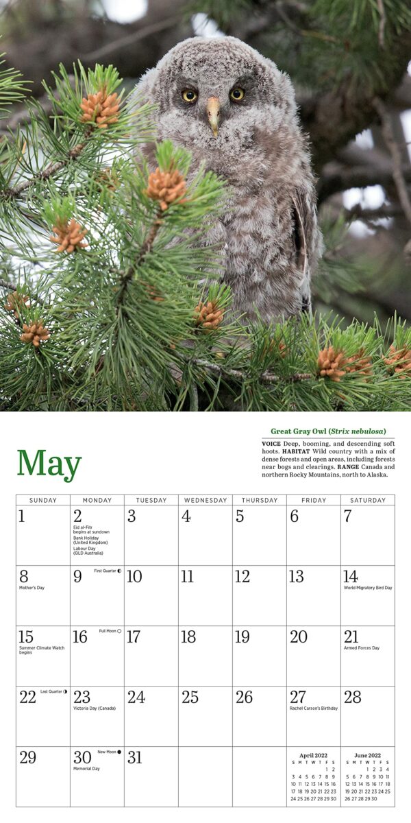 Calendar 2022 - Little Owls | Workman Publishing - imagine 8