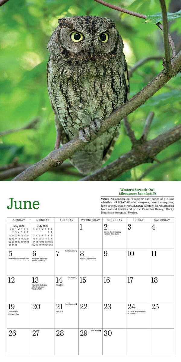 Calendar 2022 - Little Owls | Workman Publishing - imagine 7