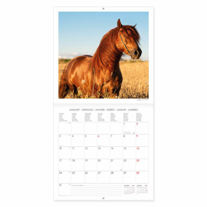 Calendar 2022 - Horses, 30x29 cm | Legami - imagine 2