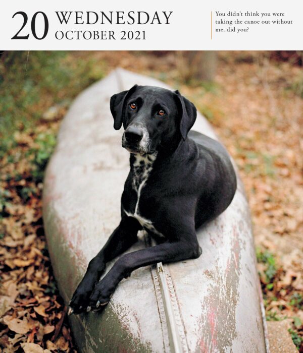 Calendar 2021 - Dog Page-A-Day Gallery | Workman Publishing - imagine 3