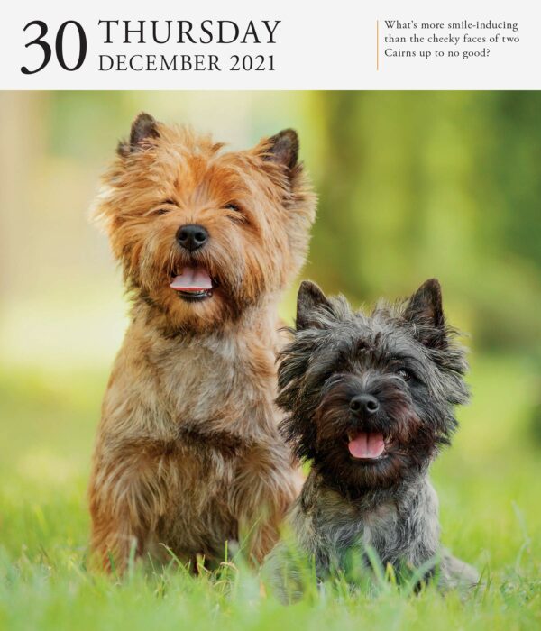 Calendar 2021 - Dog Page-A-Day Gallery | Workman Publishing - imagine 2