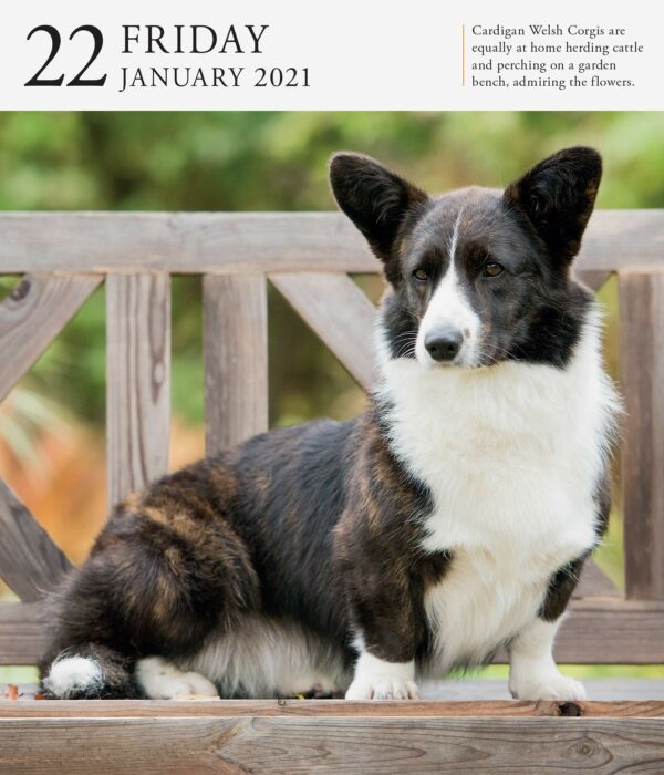 Calendar 2021 - Dog Page-A-Day Gallery | Workman Publishing - imagine 13