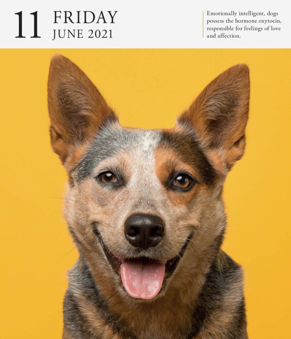 Calendar 2021 - Dog Page-A-Day Gallery | Workman Publishing - imagine 14