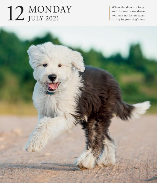 Calendar 2021 - Dog Page-A-Day Gallery | Workman Publishing - imagine 6