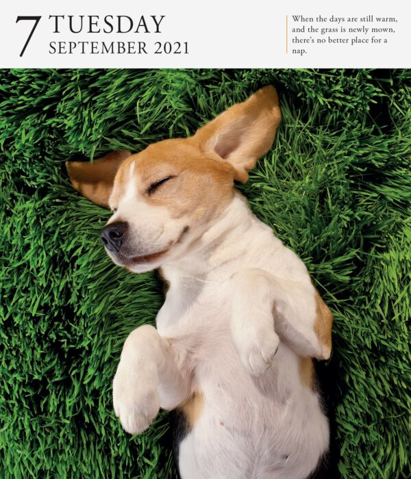 Calendar 2021 - Dog Page-A-Day Gallery | Workman Publishing - imagine 5