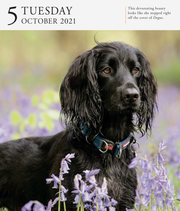 Calendar 2021 - Dog Page-A-Day Gallery | Workman Publishing - imagine 4