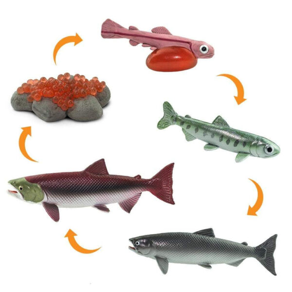 Set figurine - Ciclul vietii la Somon | Safari - imagine 2