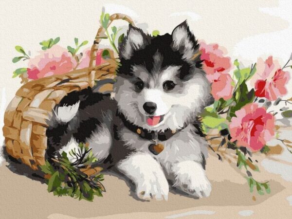 Pictura pe numere -Husky si flori 30 x 40 cm