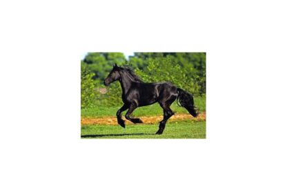 puzzle anatolian friesian galloping 500 piese 3569 1