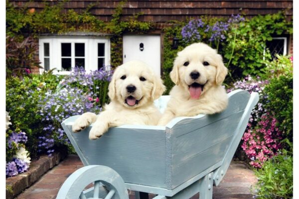 puzzle anatolian puppies in a wheelbarrow 260 piese 3310 1