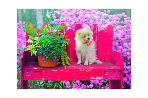 puzzle bluebird puppy in the colorful garden 500 piese 70042