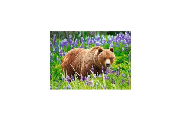 puzzle castorland bear on the meadow 120 piese
