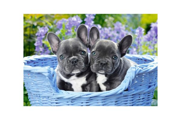 puzzle castorland french bulldog puppies 1000 piese 104246