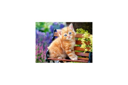 puzzle castorland ginger kitten 180 piese