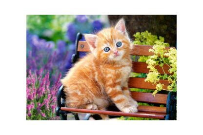 puzzle castorland ginger kitten 500 piese