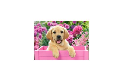 puzzle castorland labrador puppy in a box 300 piese