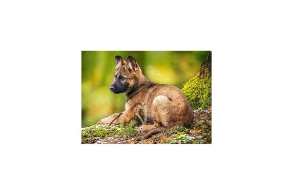 puzzle castorland puppy in the forest 120 piese