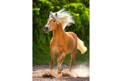 puzzle castorland running haflinger 500 piese 52981