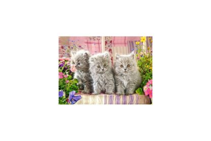 puzzle castorland three grey kittens 300 piese 030330