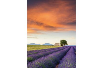 puzzle schmidt field of lavender provence 500 piese 58364