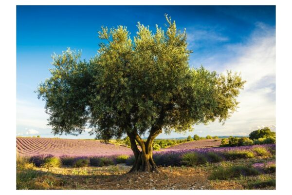 puzzle schmidt olive tree in provence 1000 piese 58357